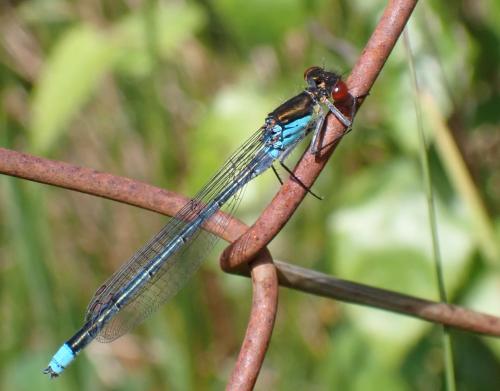 Erythromma najas